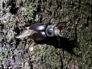 Lucanus cervus maschio Lucanus cervus maschio