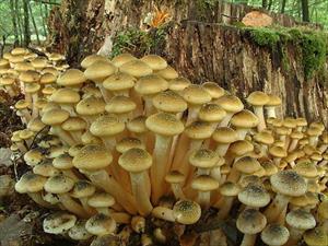 Chiodini (Armillaria mellea - foto dal web) Chiodini (Armillaria mellea - foto dal web)