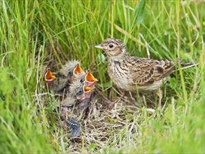 Allodola al nido (dal sito web vogelwarte.ch)